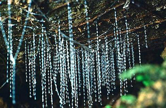 Glow Worm Caves Tour