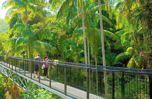 Rainforest Scenic Skywalk